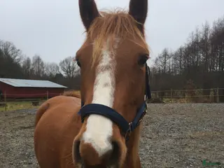 hästar Paintkorsning *reserverad* - Annons 16