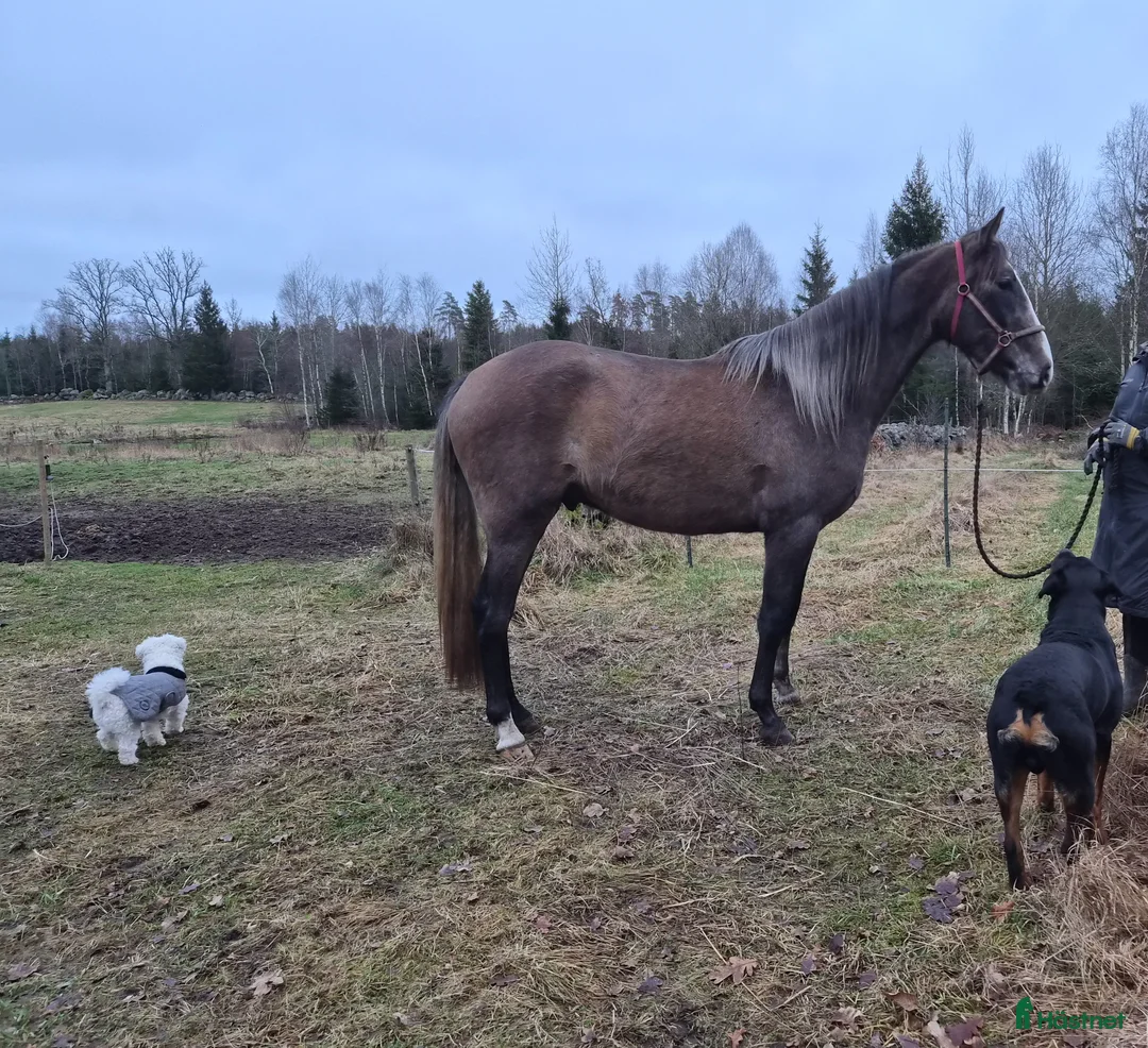 Working Equitation hästar till salu: PRE valack 3 år - Annons 2
