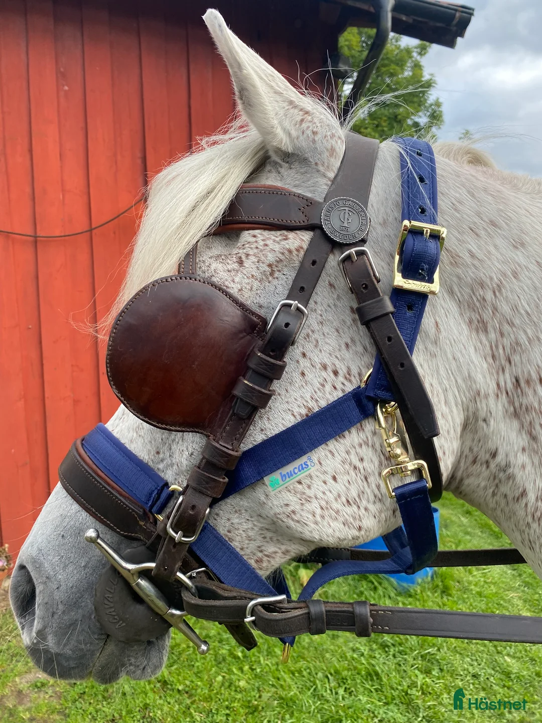 Körselar körning till salu: Komplett nästan ny Svenljunga sele med huvudlag i Kungälv - Annons 7