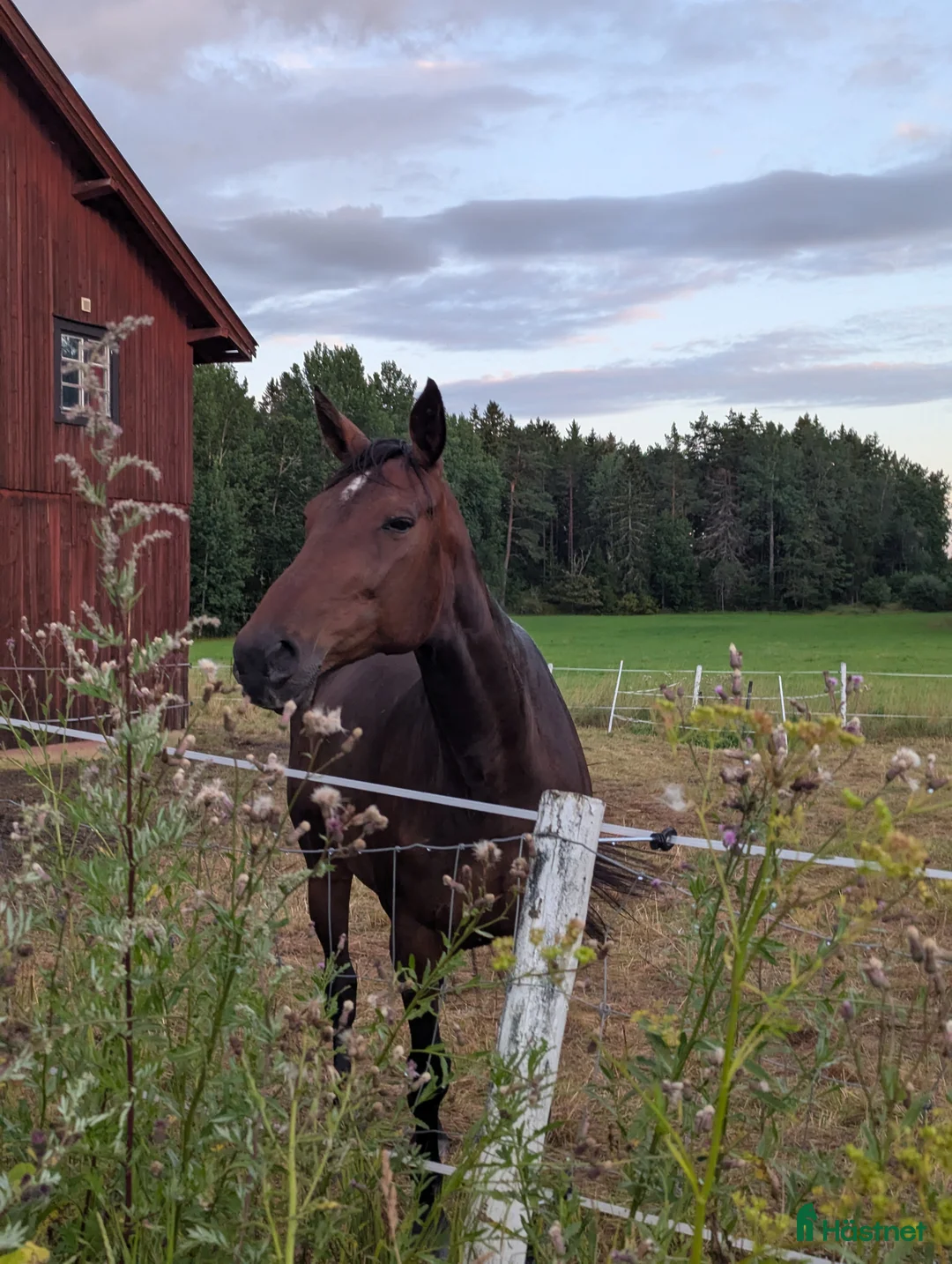 Sällskap hästar till salu: Snällt sto för sällskap eller avel - Annons 2