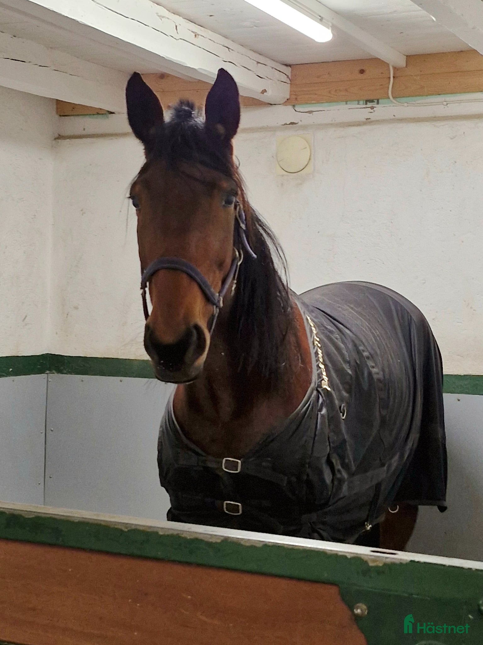  hästar Avelssto, sällskapshäst? - Annons 1