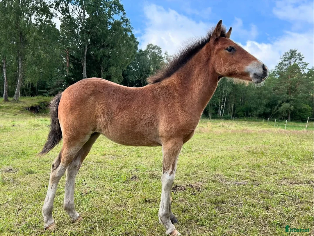Trav hästar till salu: Charmtroll delux! i Laholm - Annons 5