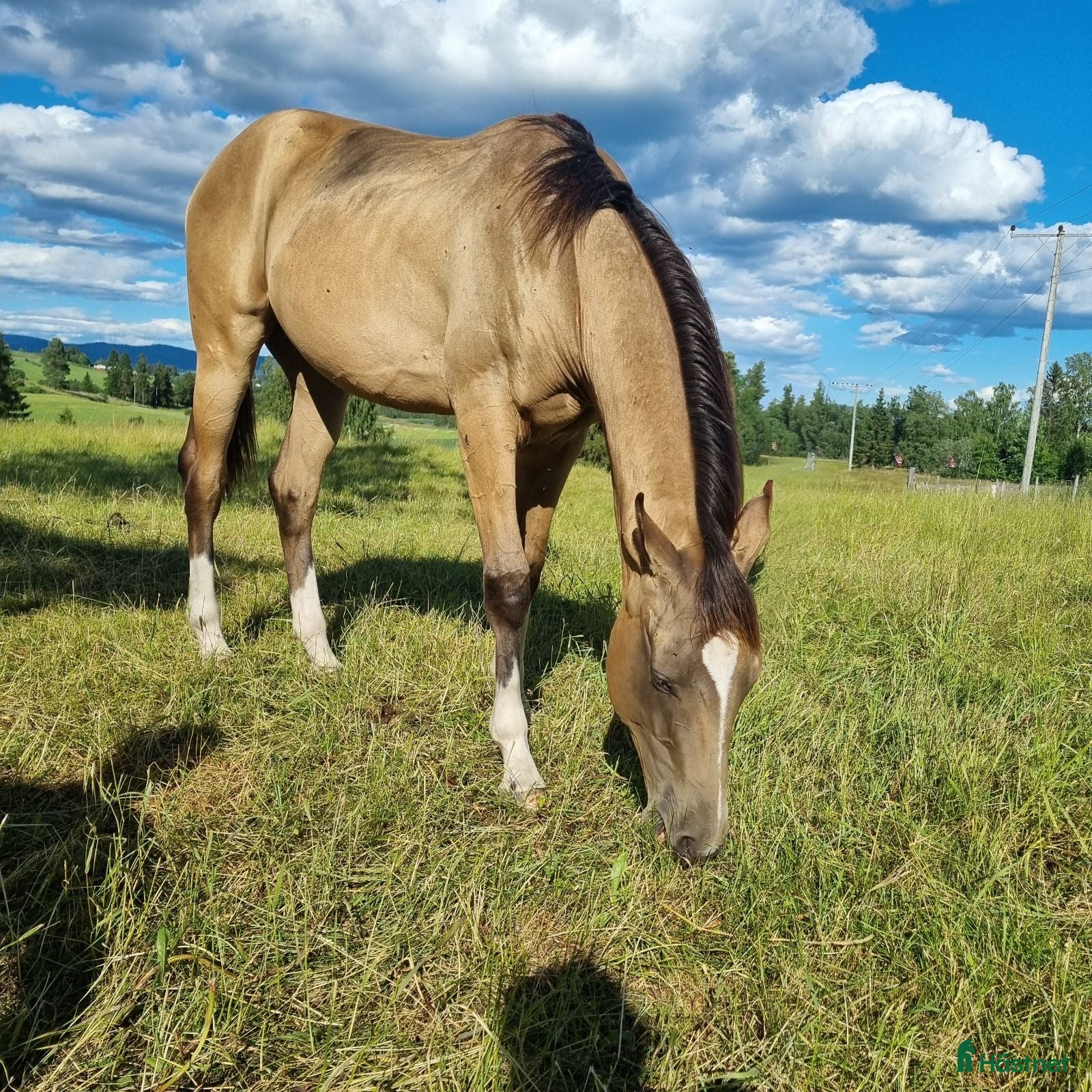  hästar Akhal-Teke Yearling Colt For Sale - Annons 2