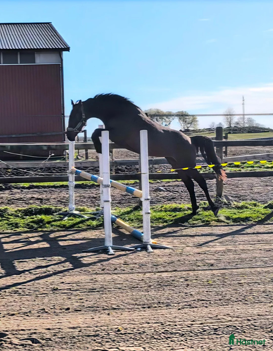 Hoppning hästar till salu: 3 årigt sto - Annons 3