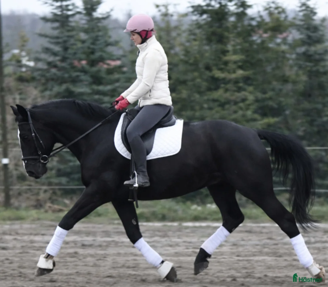 Allround hästar till salu: New Fantastic Silesian - perfect mover - Annons 8