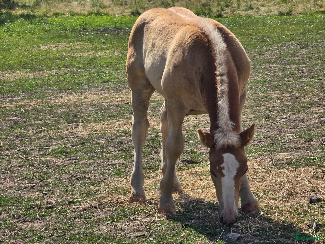  medryttarhäst finnes: 🐴 Fodervärd till Ardennerhingst 🐴 - Annons 2