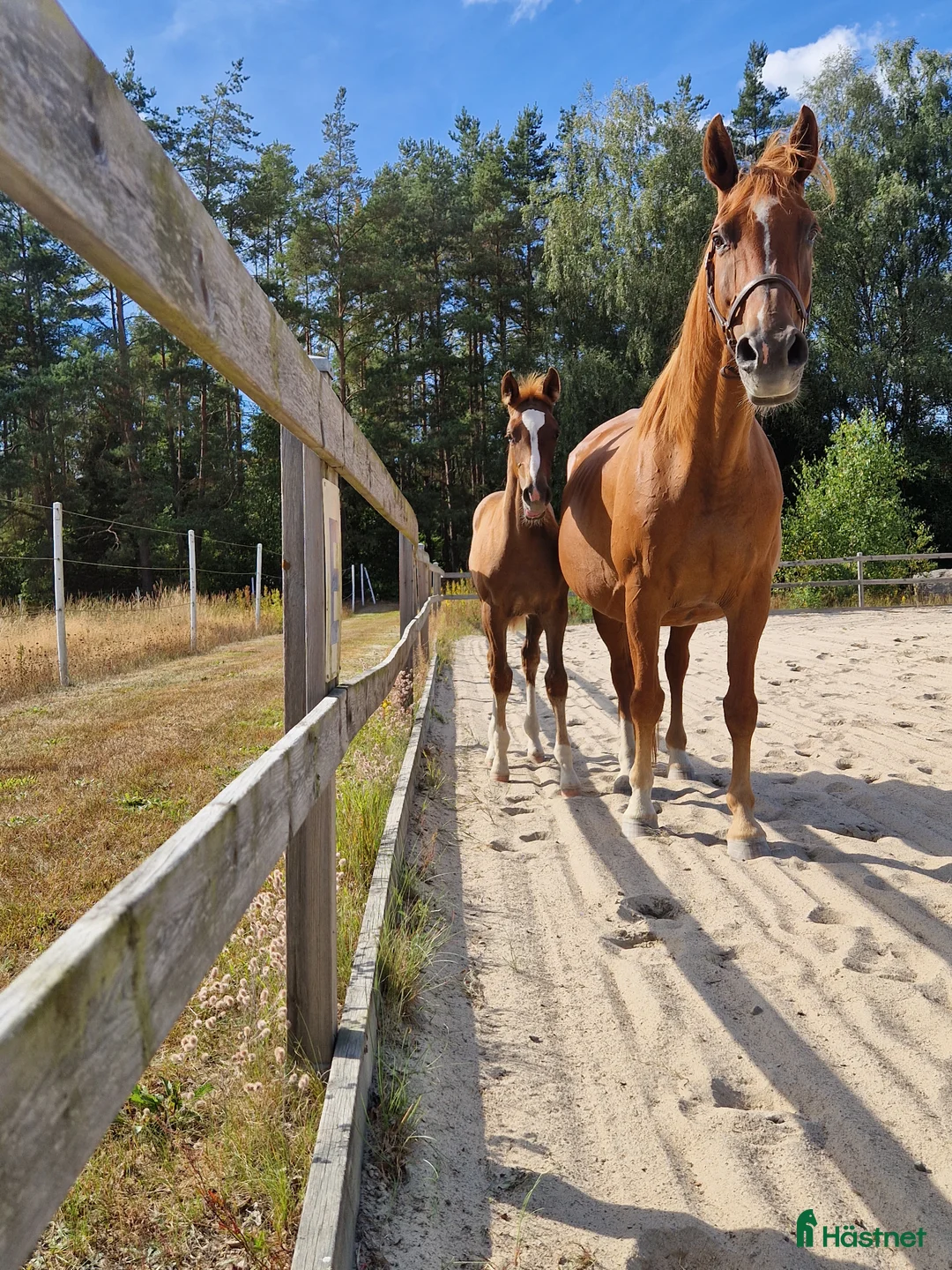 Hoppning hästar till salu: Framtids stjärna  i Hässleholm - Annons 4