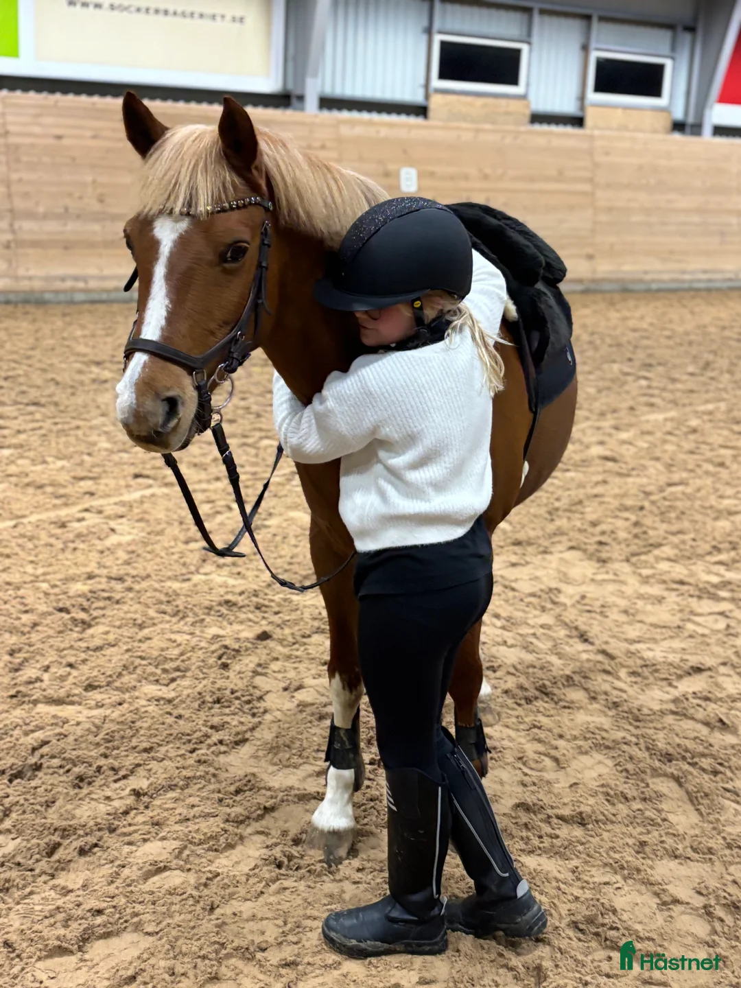 Hoppning hästar till salu: Snäll & snygg c-ponny som gått de stora klasserna - Annons 2