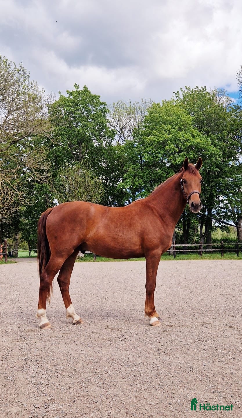  hästar Inriden SWB-valack till halva priset - Annons 1