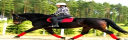 Allround hästar till salu: Stunning Lady in Red for everybody - Annons 4