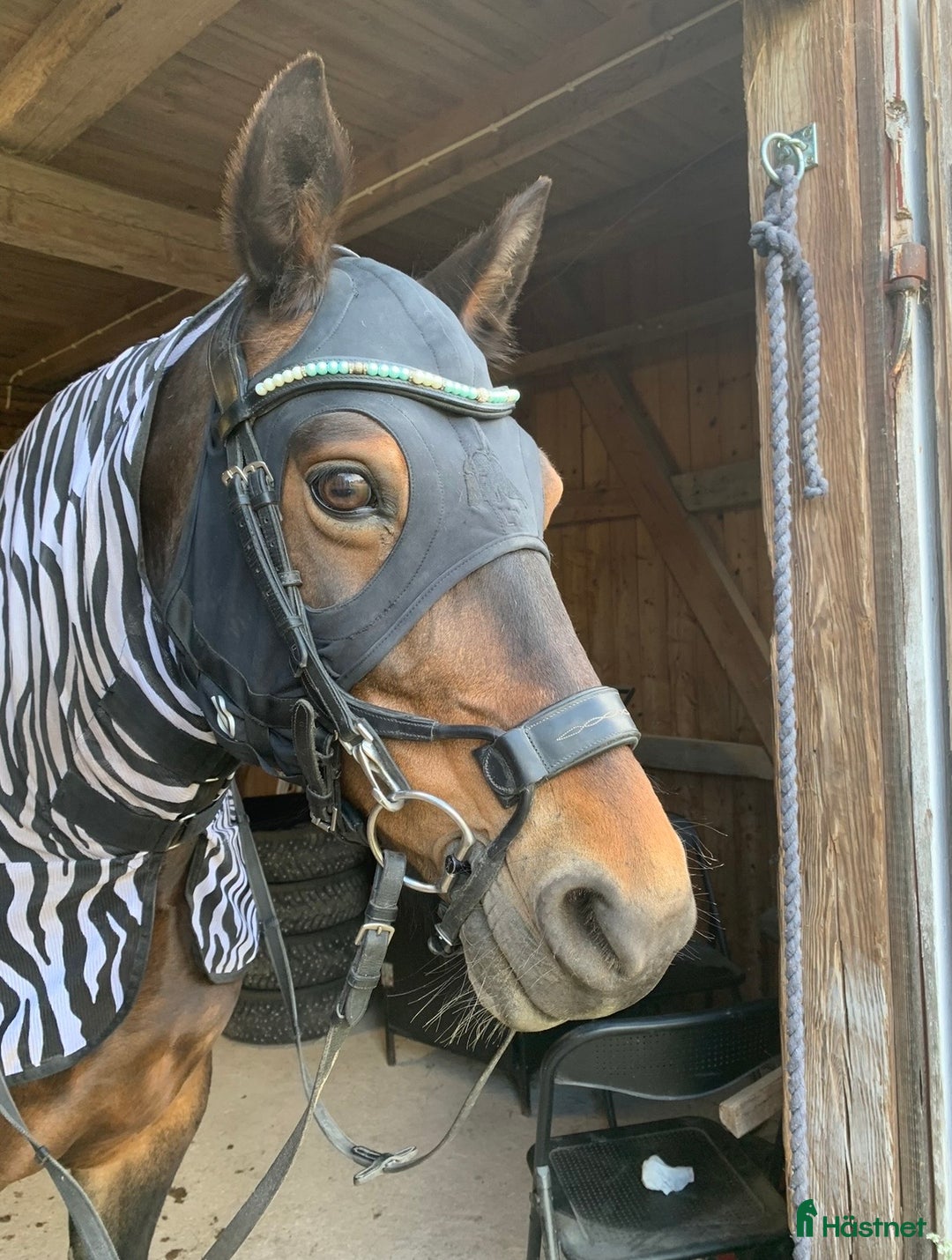 Övrig Hästutrustning hästutrustning till salu: Fenwick Huva & Toggi Columbus Boots i Hedemora - Annons 3