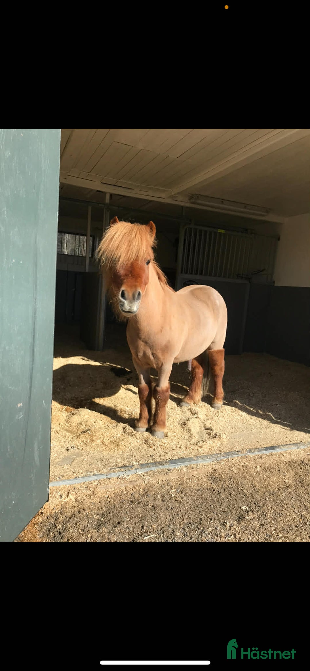 Trav hästar till salu: Olaf - fartfylld och charmig ponnytravare i Östersund - Annons 6