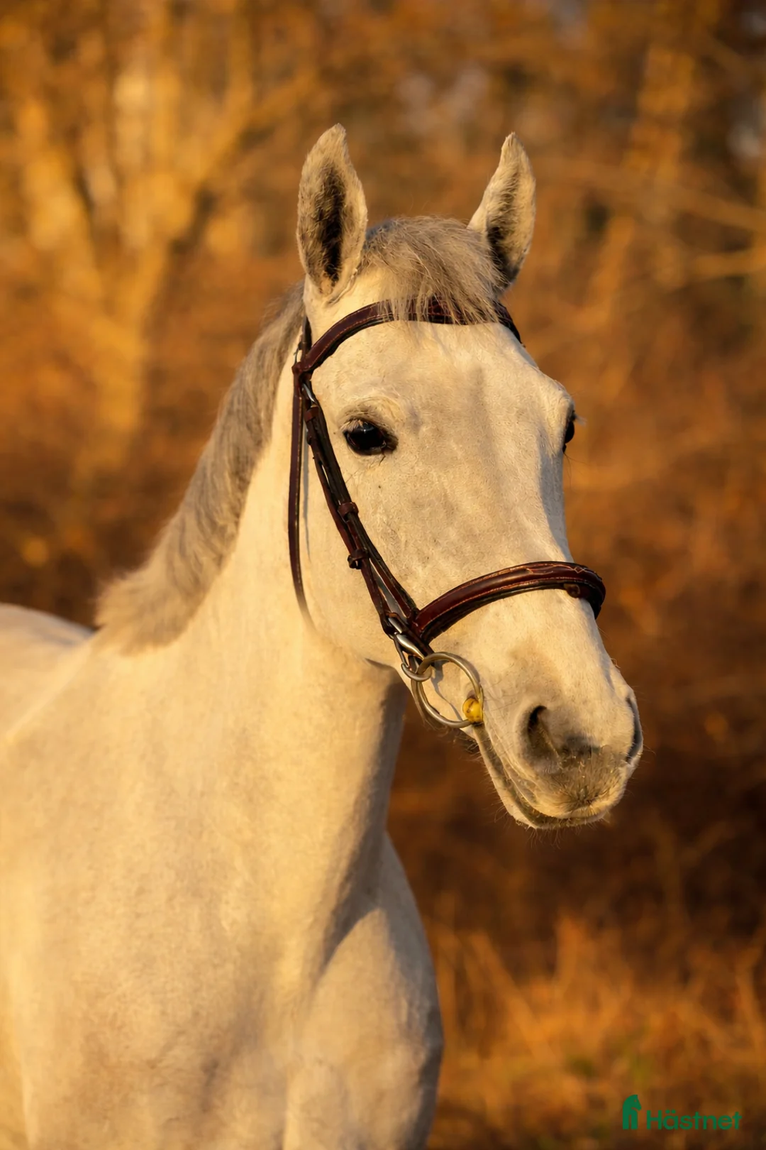 Hoppning hästar till salu: Bästa kompis, Ungponny SM 2026 i Fjärås - Annons 2