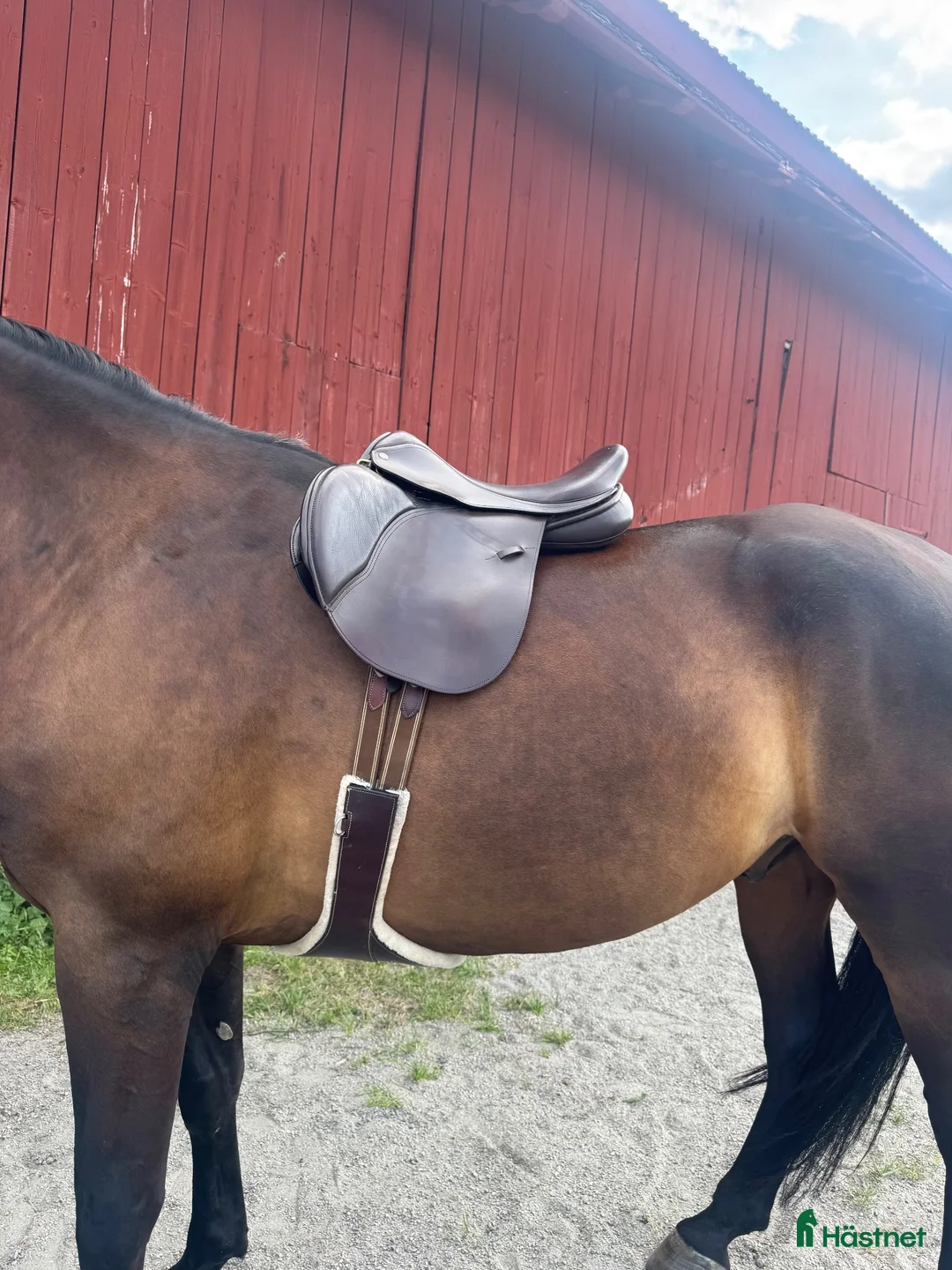 Sadlar hästutrustning till salu: Morris & Nolan Adjustable – 17” - Annons 1