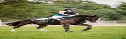 Allround hästar till salu: Irsk sportsponni selges! Allround!  i Mysen - Annons 2