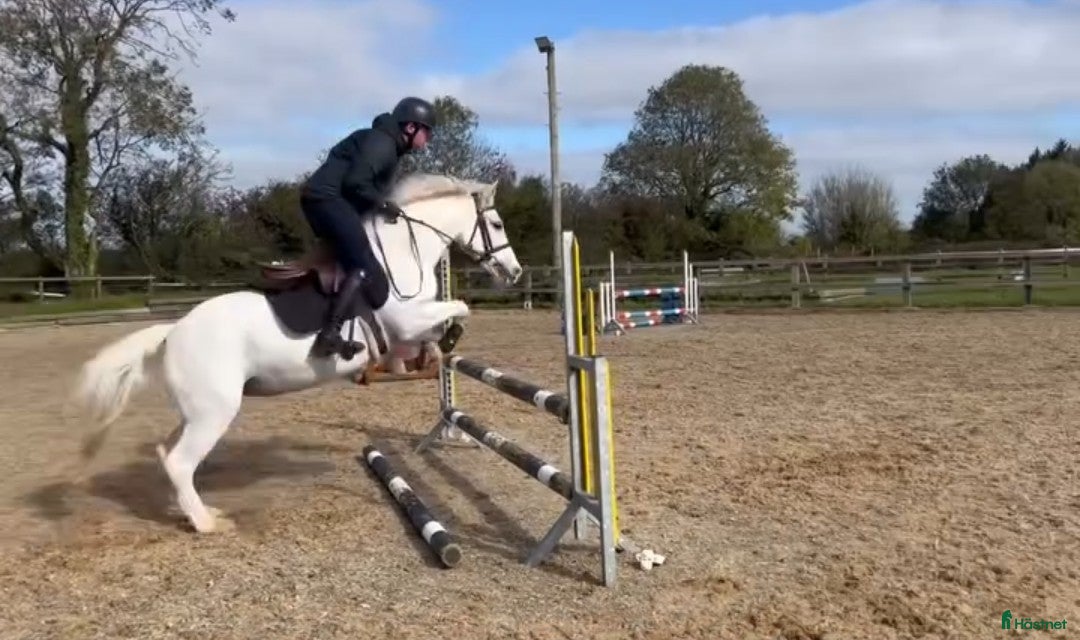 Allround hästar sökes: Charmig c-ponny söker fodervärd! i Malmö - Annons 6