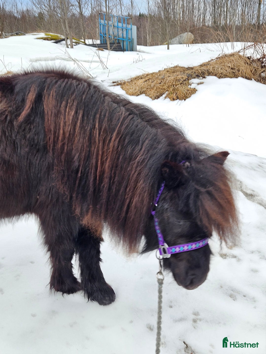 Avelshästar hästar till salu: Socialt standardsto i Norrala - Annons 2