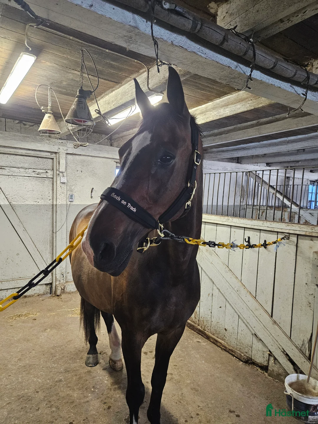 Allround hästar till salu: Personlig valack - Annons 2