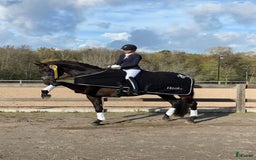 Dressyr hästar till salu: Fantastisk häst för Lilla Rundan/J/YR i Linköping - Annons 4