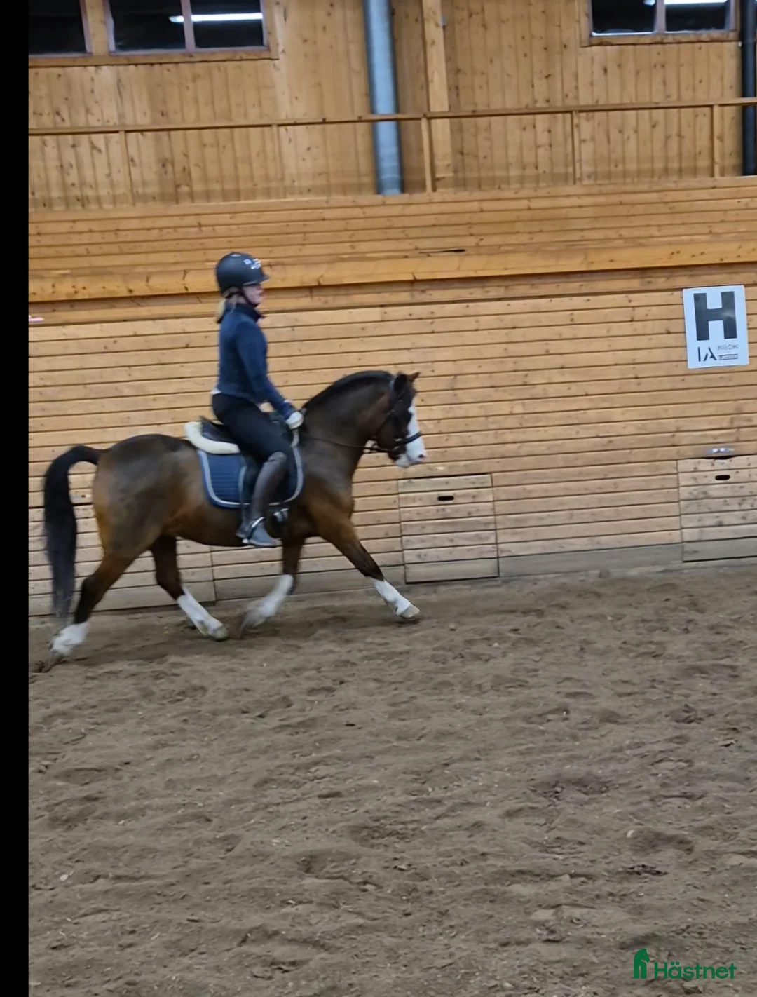 Allround hästar till salu: Söt som socker. Ev bytes - Annons 4