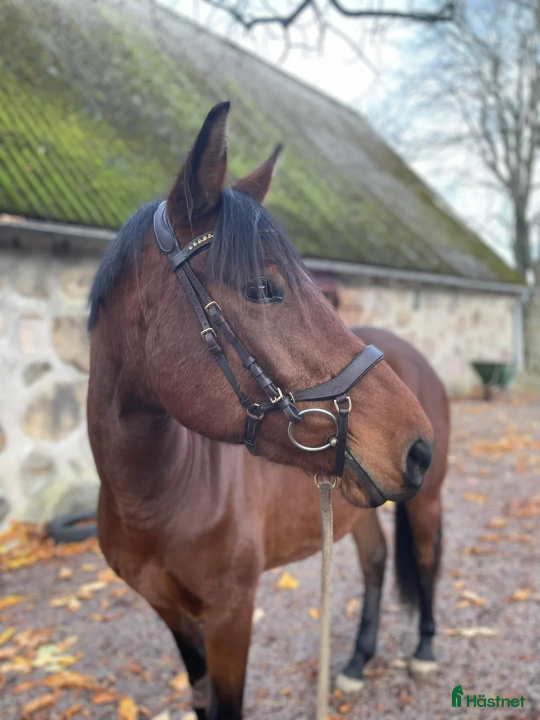 Allround hästar till salu: Trevligt sto - Annons 1