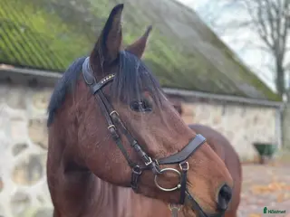 hästar Trevligt sto - Annons 14