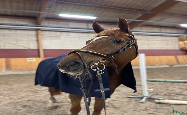  hästar i Umeå - Annons 8