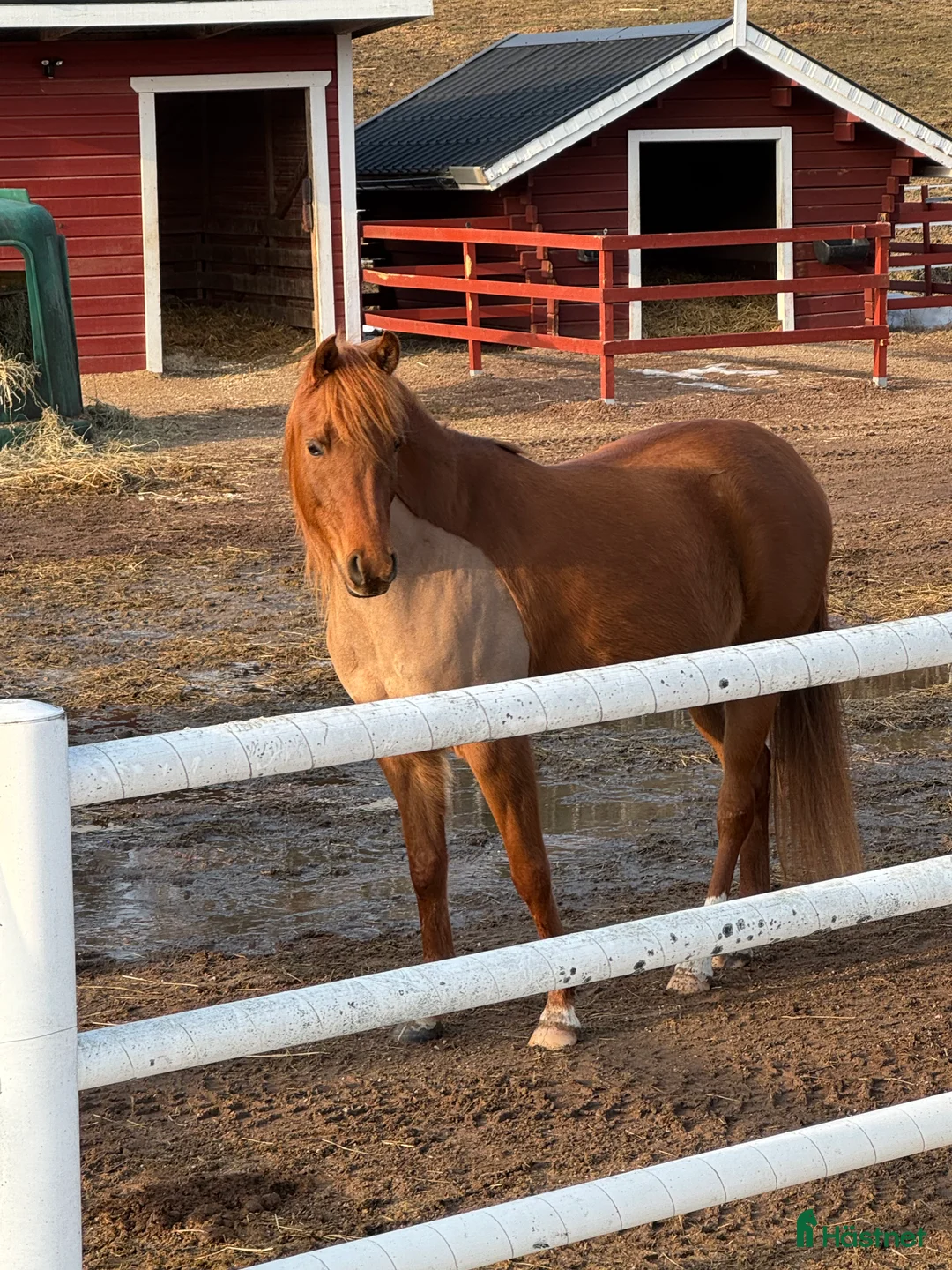 Allround hästar till salu: Din framtida tränings kompis - Annons 1