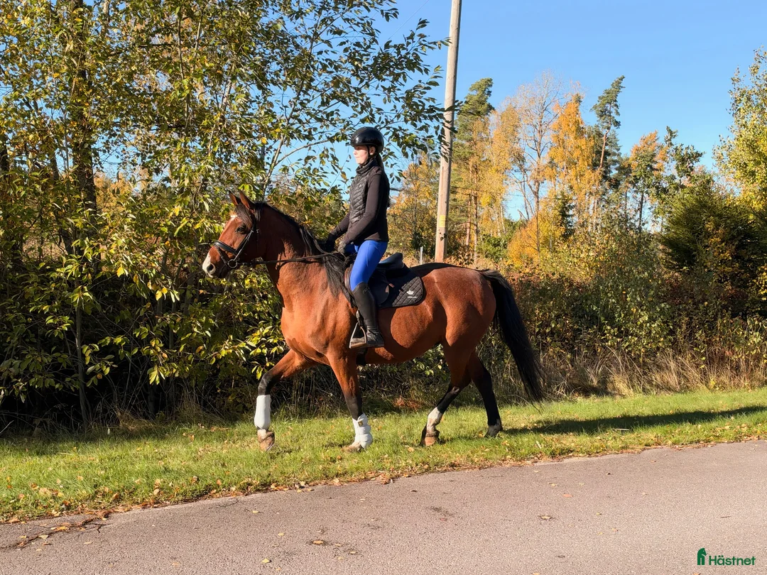 Allround hästar till salu: Trevlig valack SWB ev byte - Annons 1
