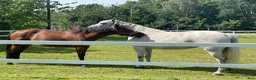  stallplats finnes: Stallplats för ponny finnes - Annons 4