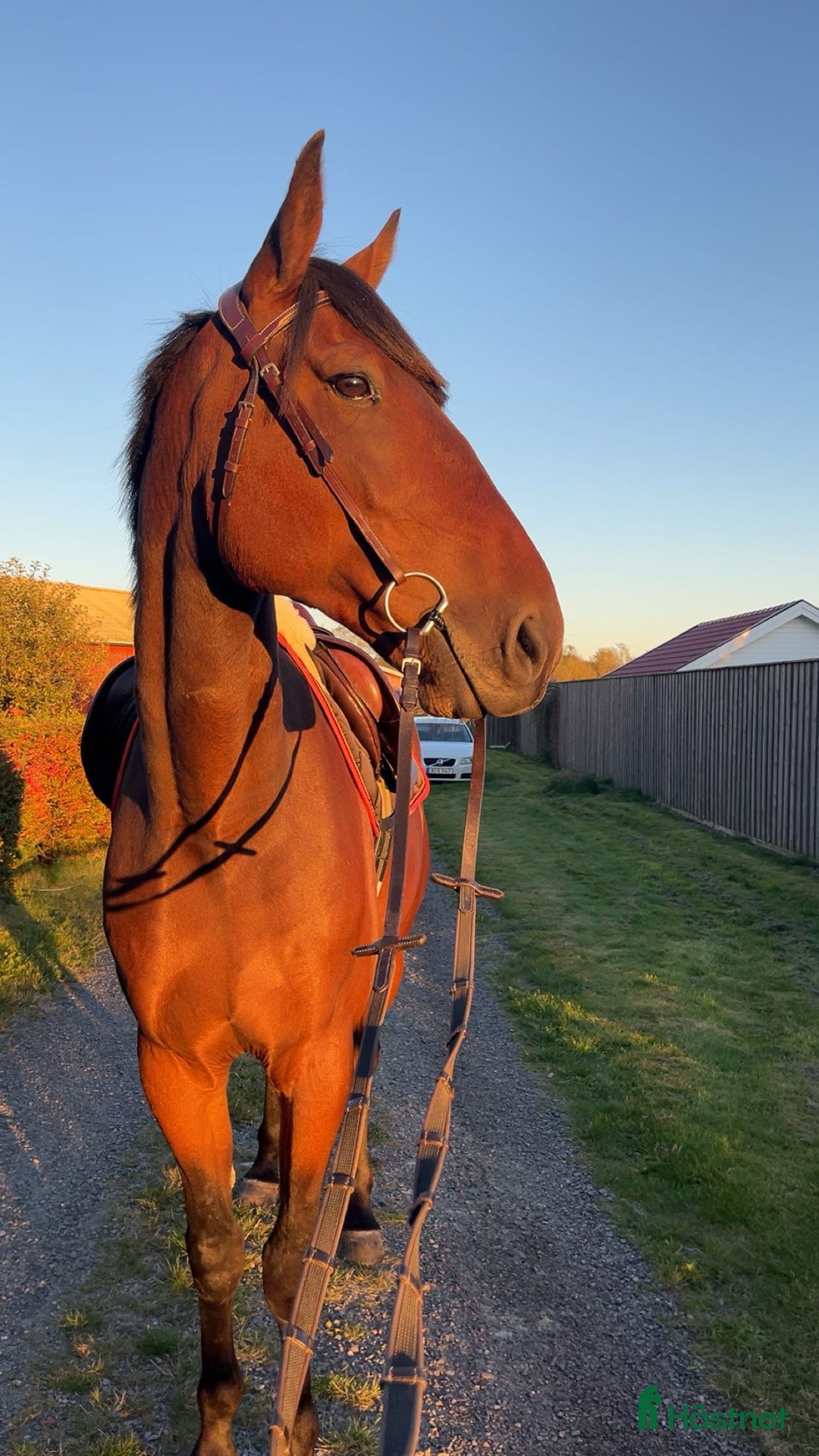 Allround hästar till salu: Fin valack i Onsala - Annons 3