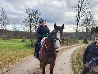 hästar Fin ponny att fortsätta forma - Annons 18