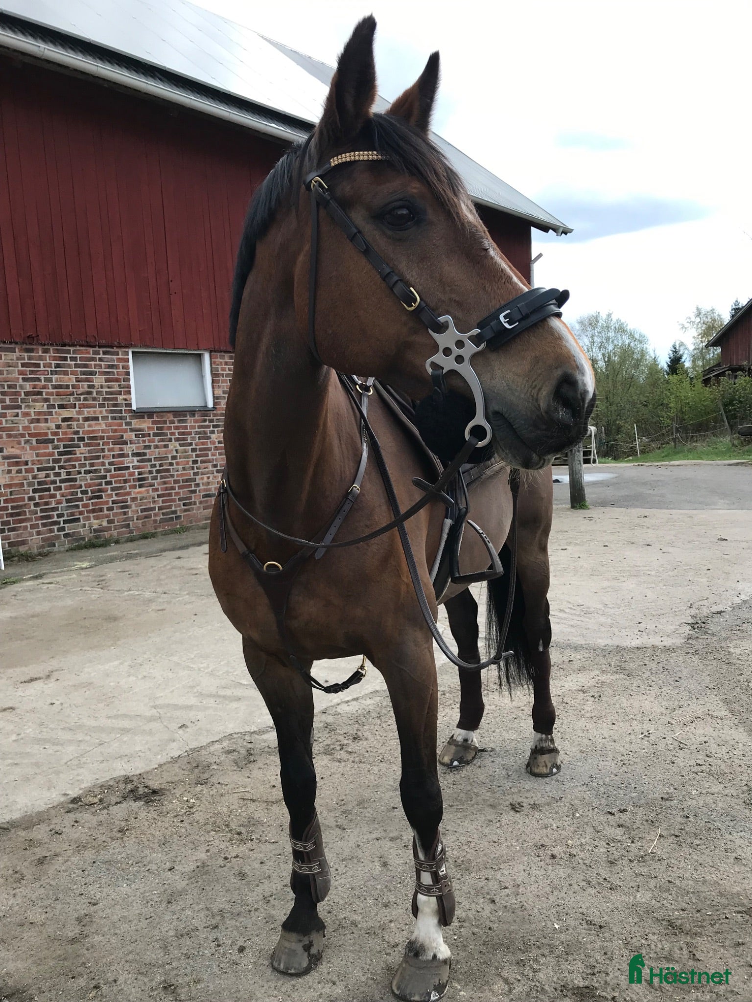  hästar SÖKES första ponny!!   - Annons 17