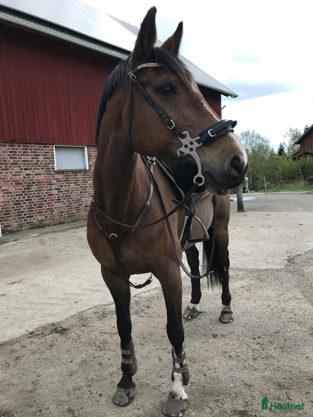 Allround hästar sökes: SÖKES första ponny!!   - Annons 1