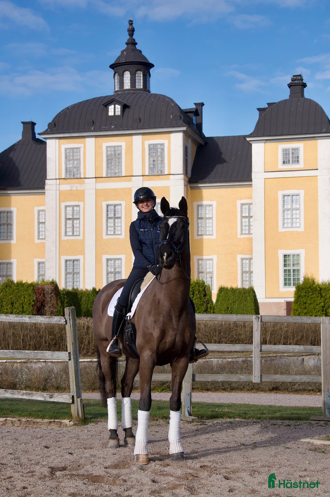 Dressyr hästar till salu: En häst med hjärta av guld söker sin nya bästa vän - Annons 3