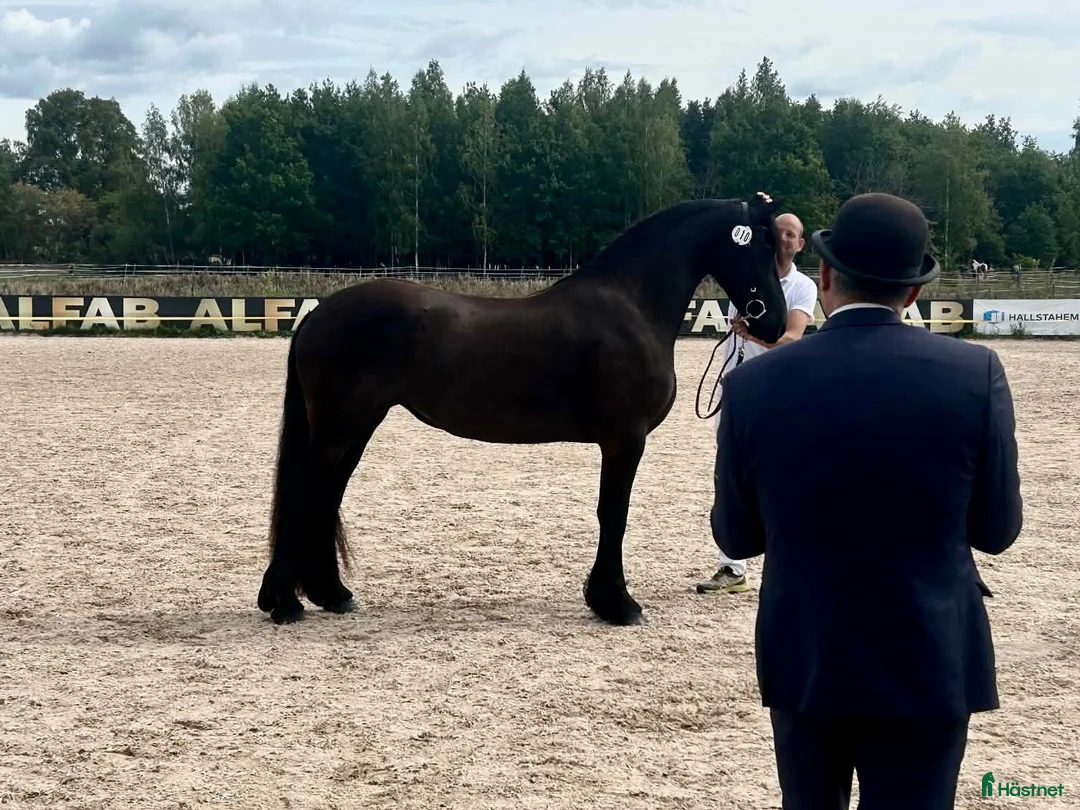 Allround hästar till salu: *TINGAD* Lovande unghäst med fin prestationsstam - Annons 3