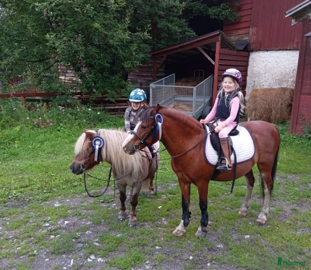  foderhäst sökes: C/D-ponny/liten häst sökes på foder för senare köp - Annons 2