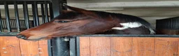 Western hästar till salu: American Paint Horse Sto f. 2017, Reg. APHA - Annons 6