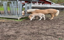 Island hästar till salu: Sockersöt sto i Näshulta - Annons 11