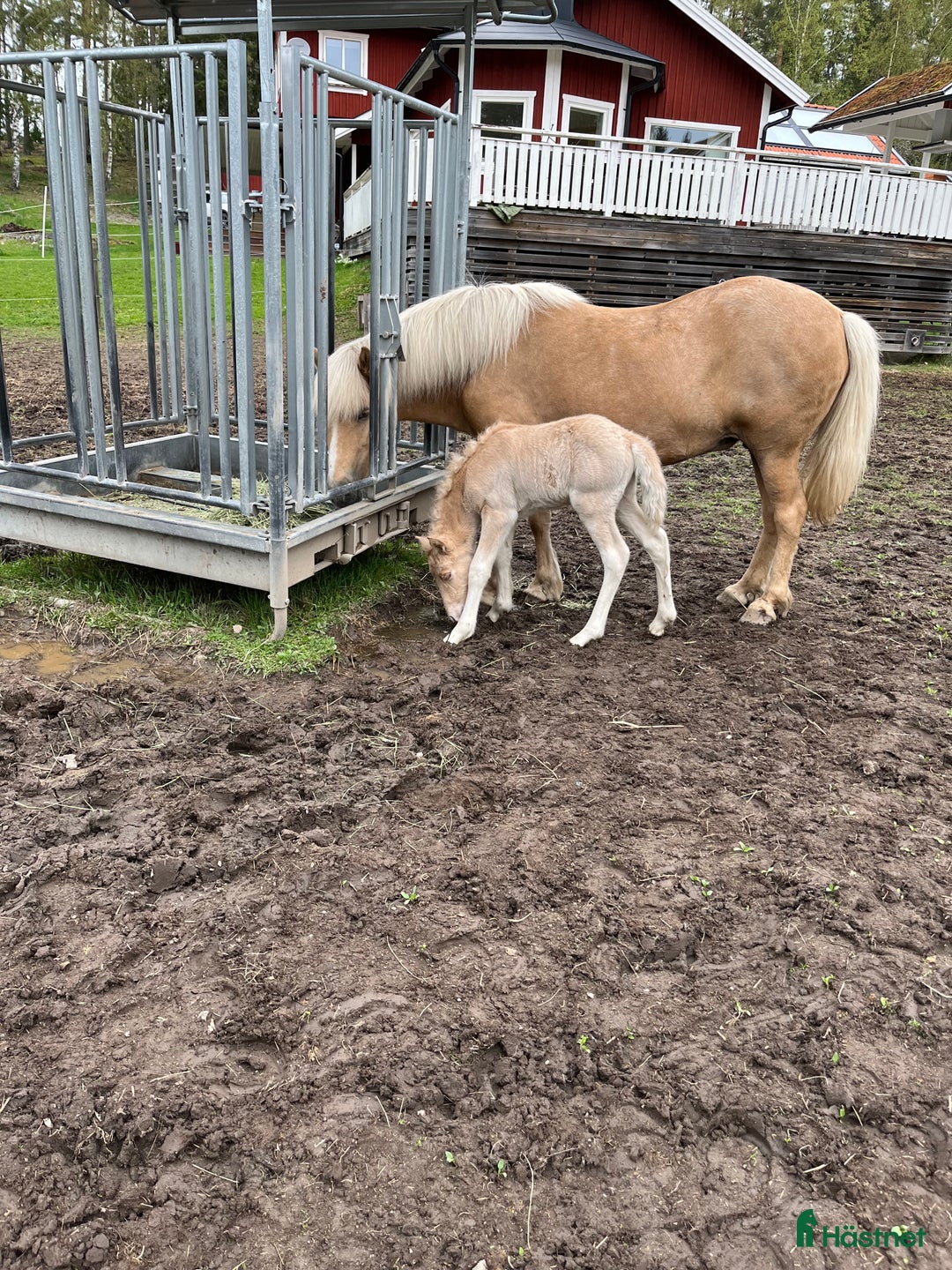 Island hästar till salu: Sockersöt sto i Näshulta - Annons 11