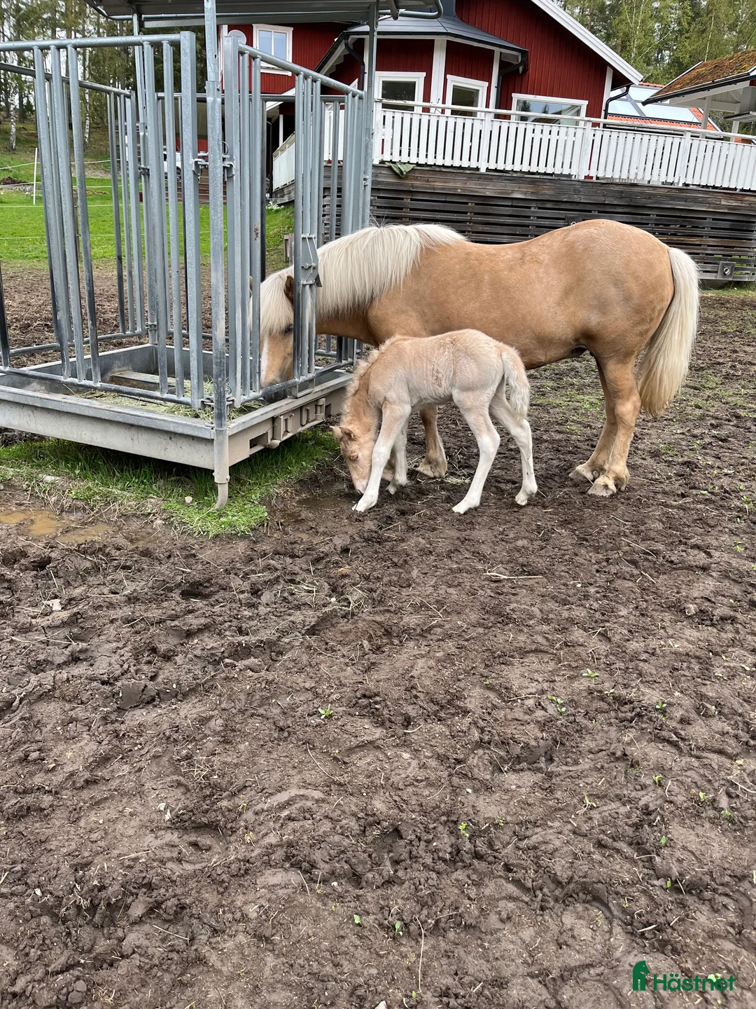 Island hästar till salu: Sockersöt sto i Näshulta - Annons 11