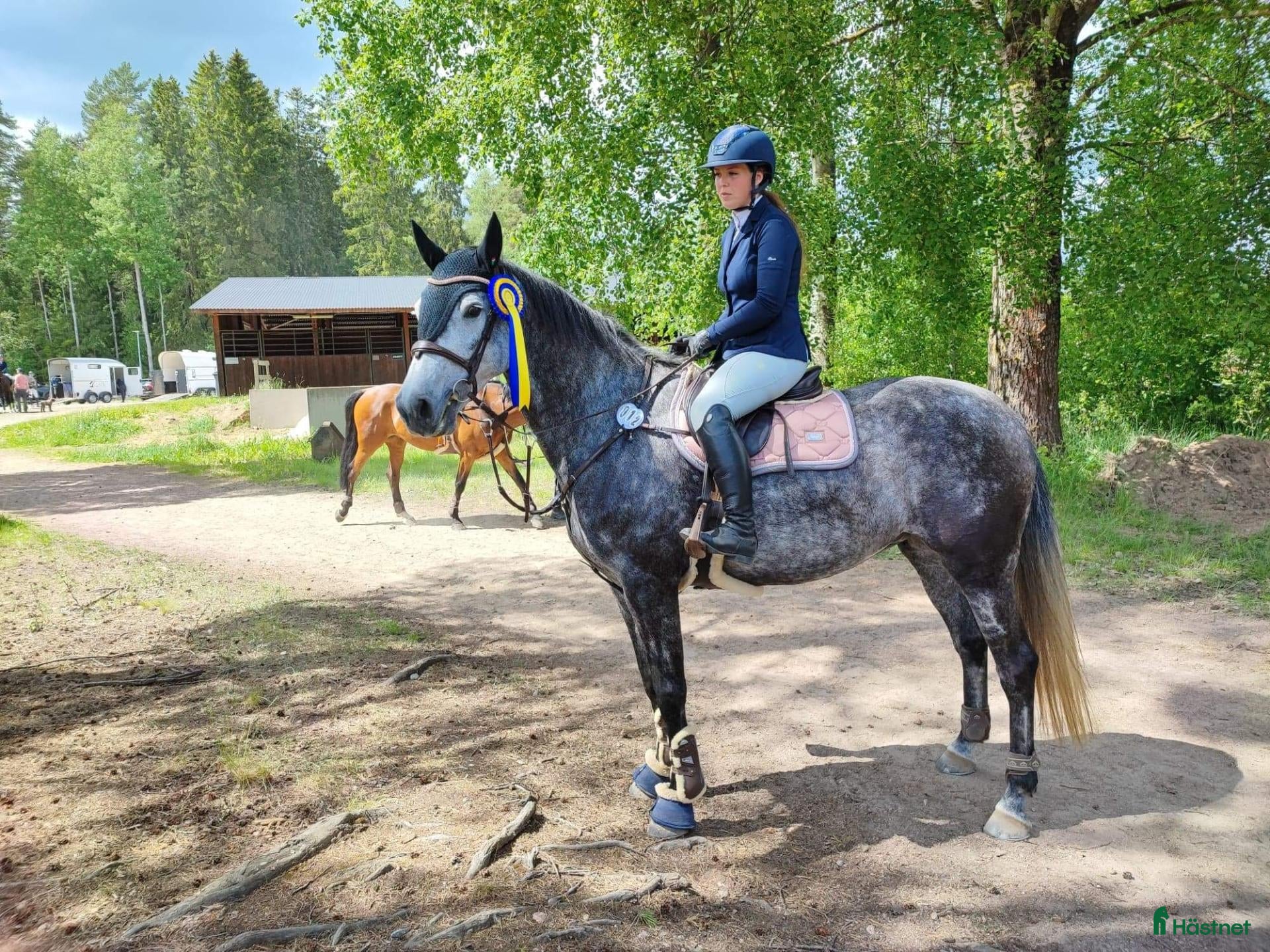  hästar Vackert sto  - Annons 11