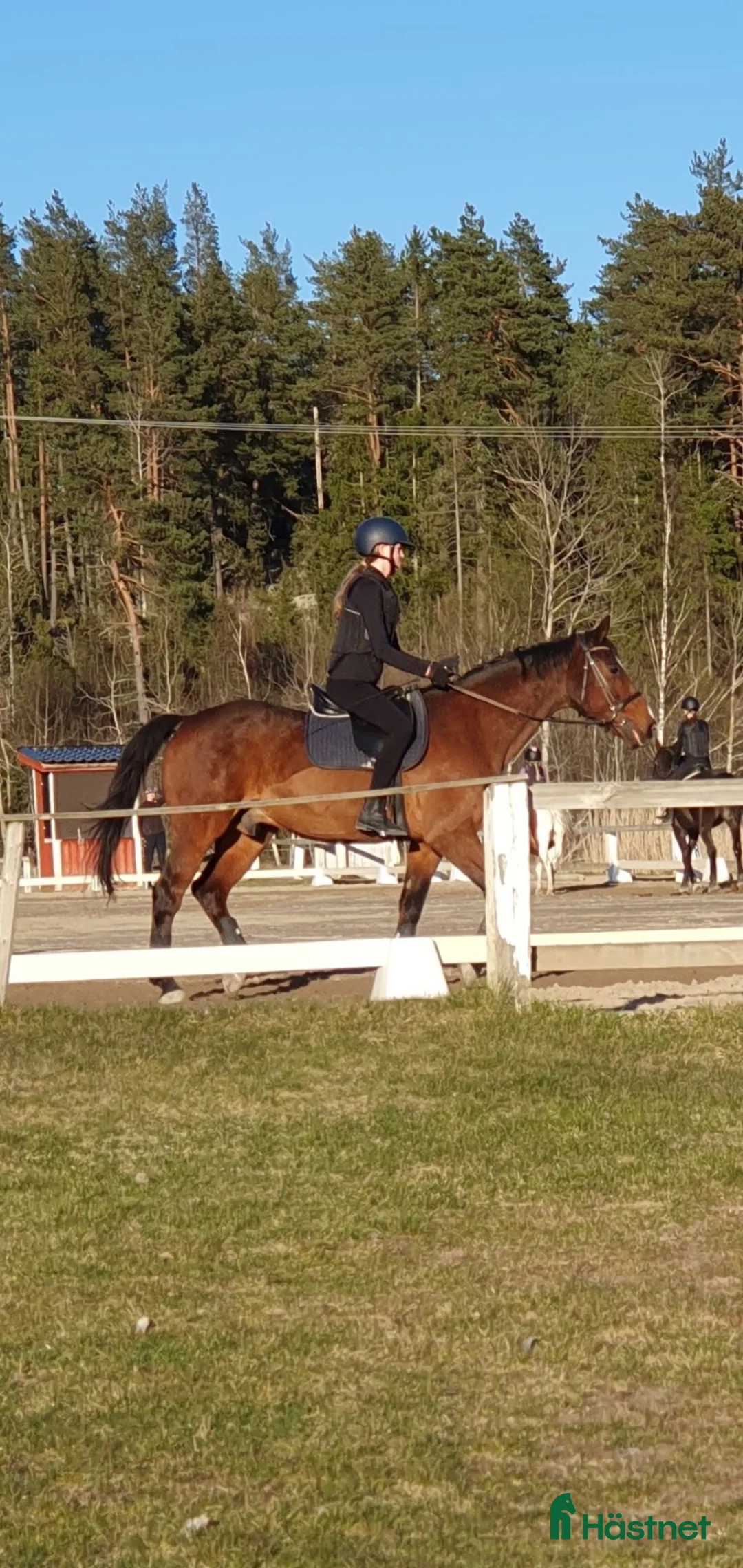  medryttarhäst sökes: Söker medryttarhäst i Vallentuna - Annons 1