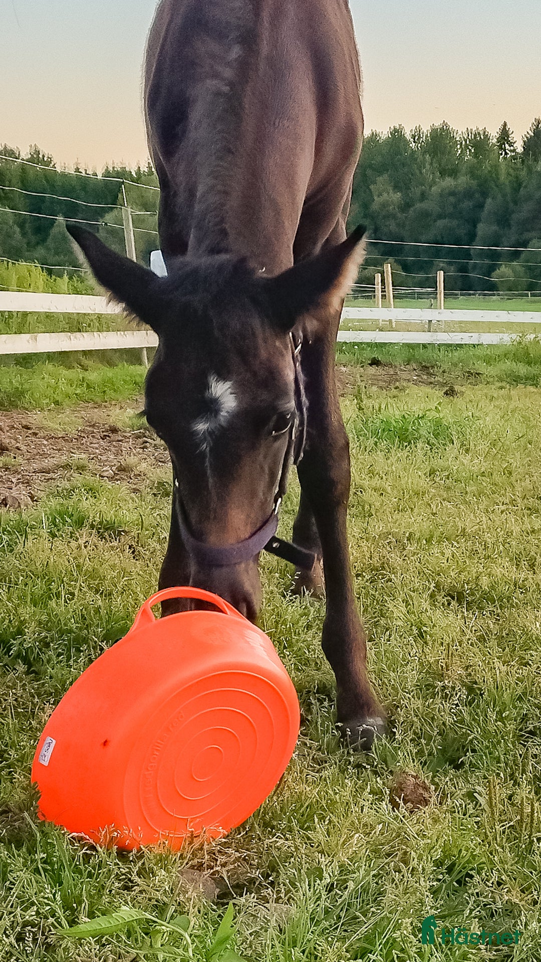 Allround hästar till salu: Forma din pärla själv i Kättilstorp - Annons 4