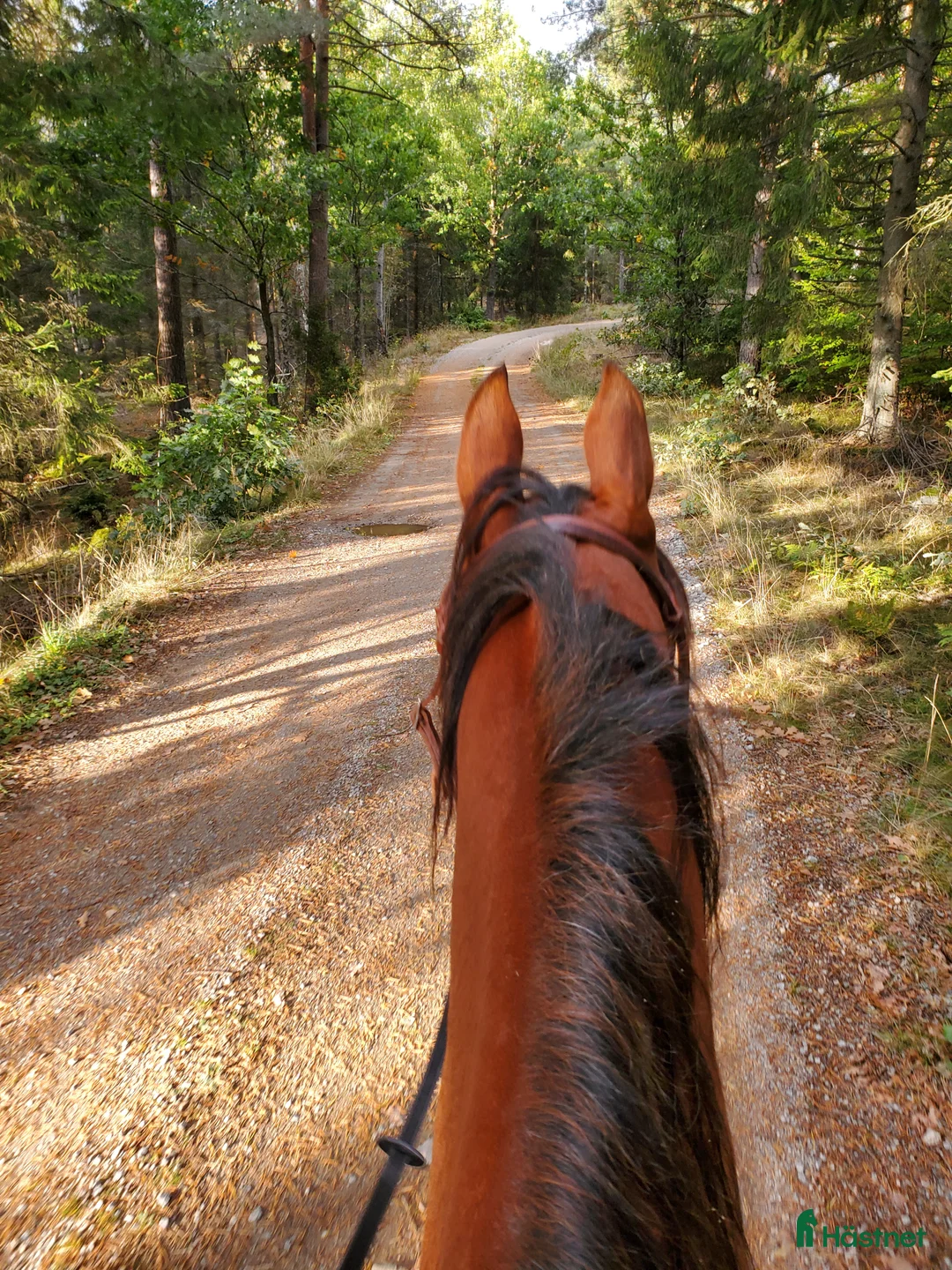 Allround hästar till salu: Nyfiken, snäll valack söker sin människa  i Kallinge - Annons 5