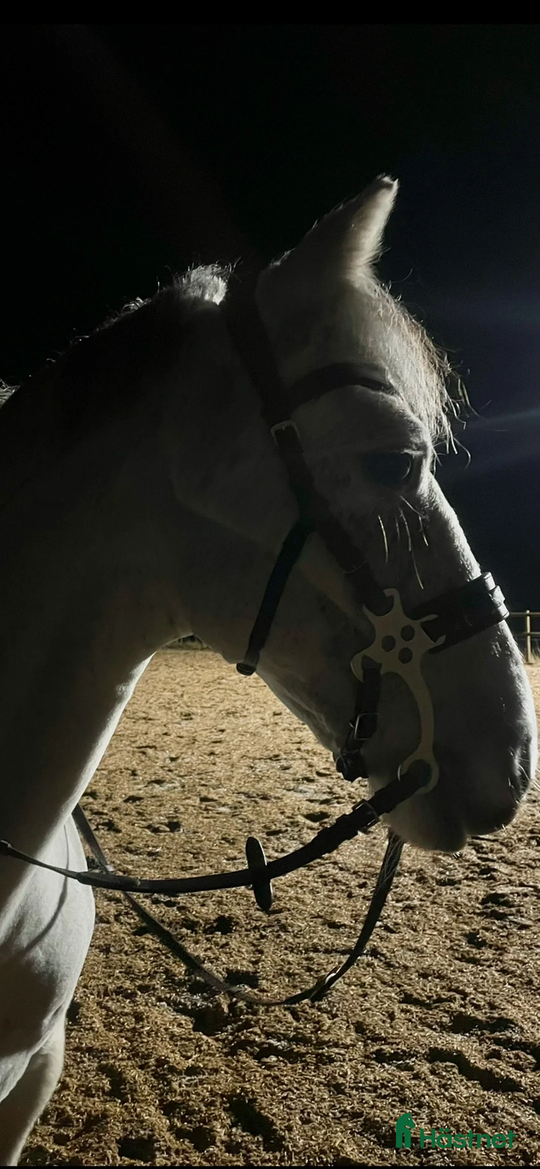 Allround hästar till salu: Charmig valack - en framtida 🌟 - Annons 5