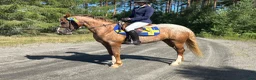 Hoppning hästar till salu: Lovande blivande rosettplockare  - Annons 5