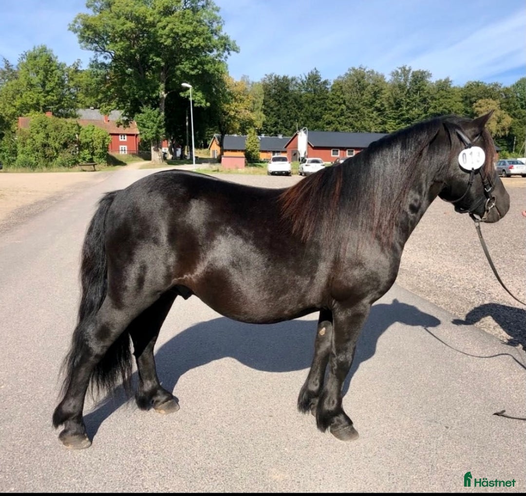 Allround hästar till salu: Bästa första ponnyn till den mindre ryttaren 🐴 i Skövde - Annons 7