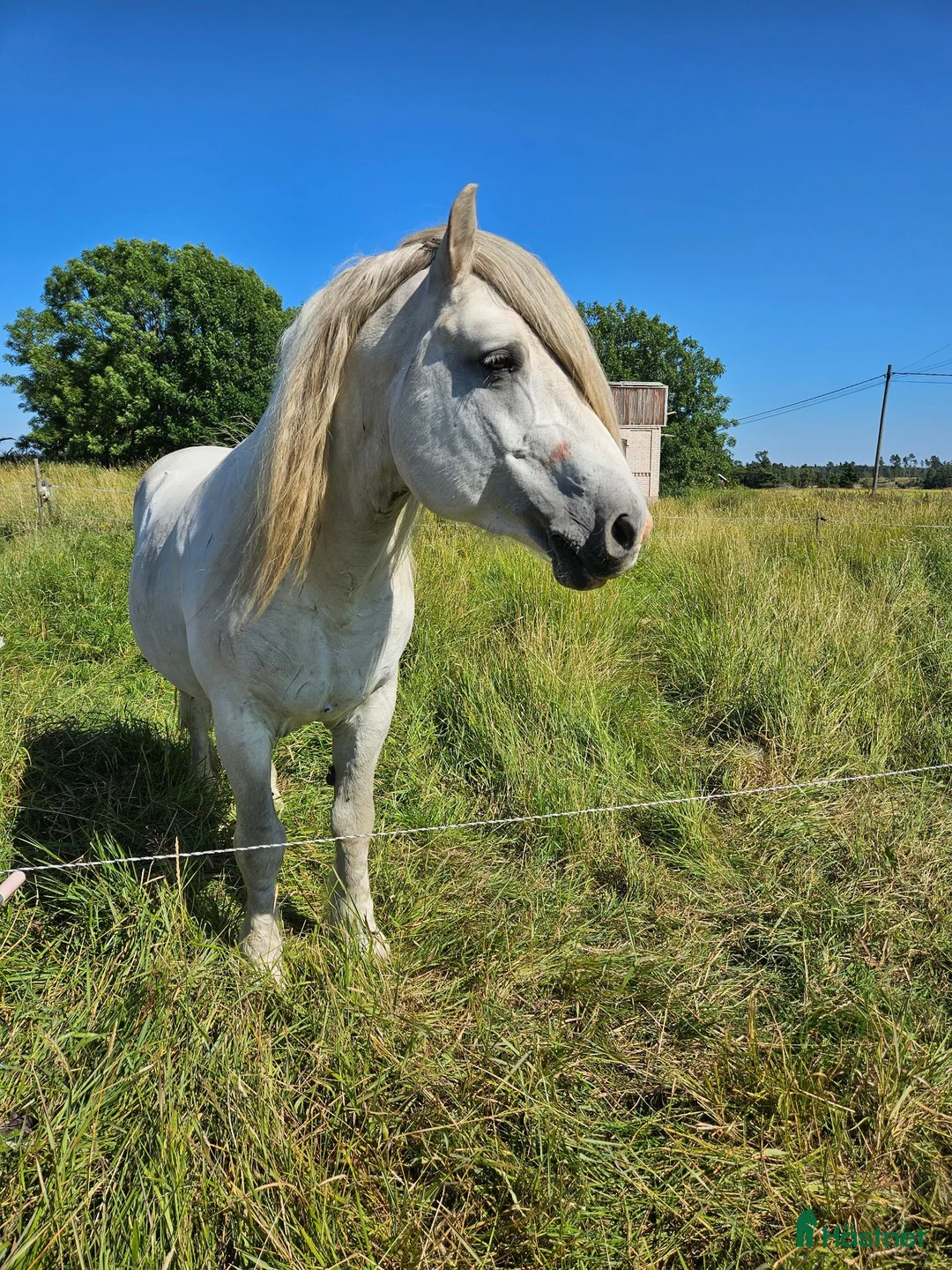 Körning hästar till salu: Nordsvensk brukshäst hingst i Grisslehamn - Annons 2