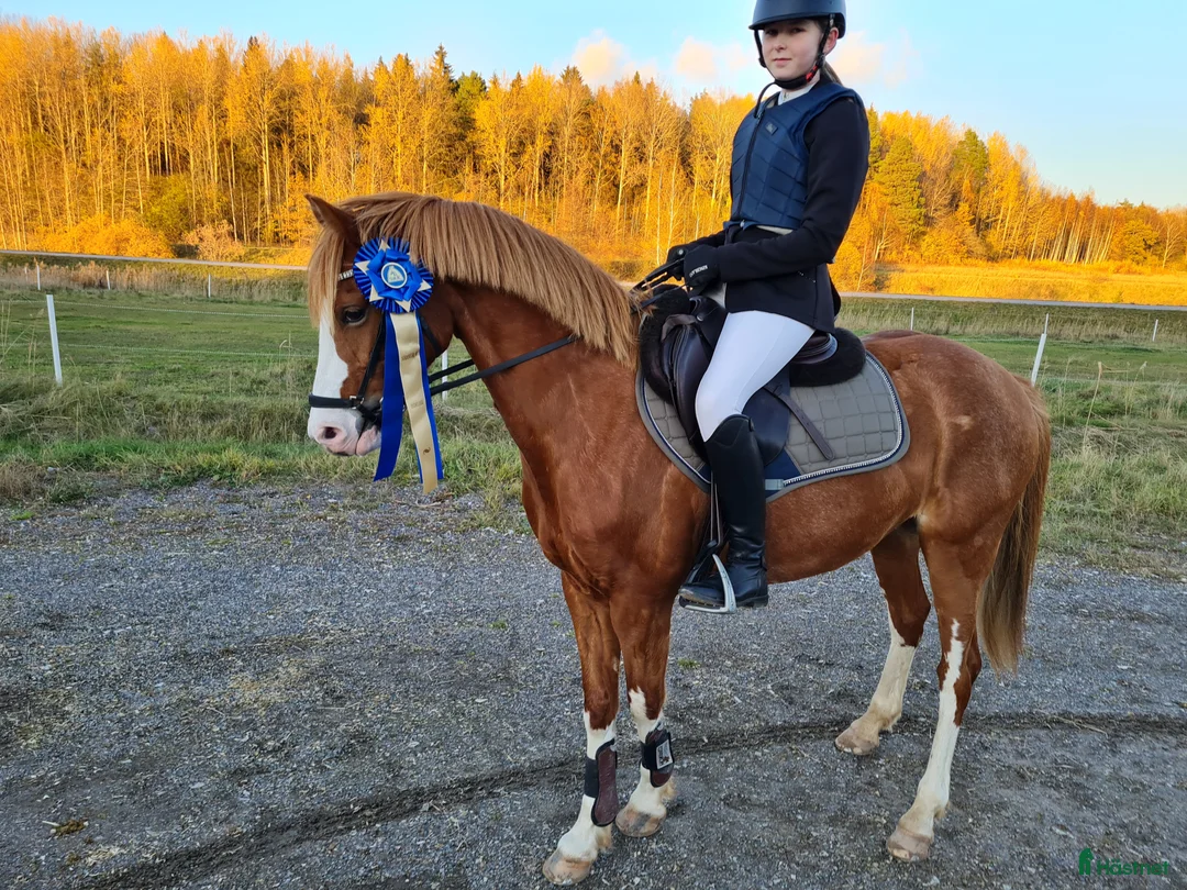 Dressyr hästar till salu: Kvalitetsponny- rolig att rida varje dag - Annons 2